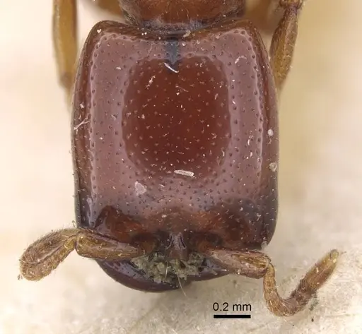 Dorylus spininodis - CASENT0916854