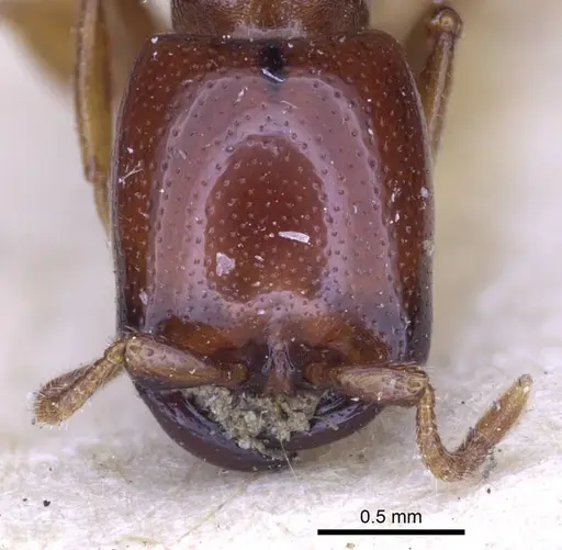 Dorylus spininodis - CASENT0916854