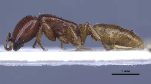 Dorylus spininodis - CASENT0916854