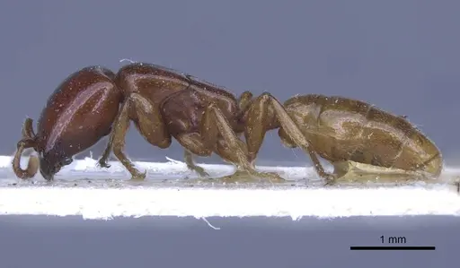 Dorylus spininodis - CASENT0916854