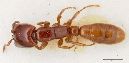 Dorylus spininodis - FOCOL0381