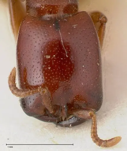 Dorylus spininodis - FOCOL0381