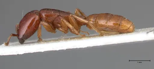 Dorylus spininodis - FOCOL0381