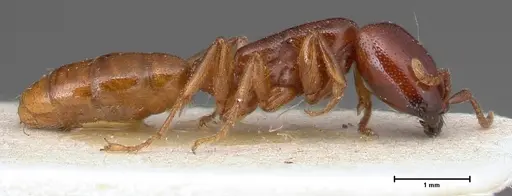 Dorylus spininodis - FOCOL0381