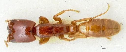 Dorylus spininodis - FOCOL1088