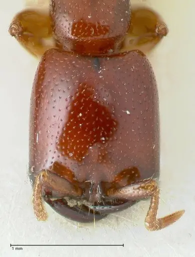 Dorylus spininodis - FOCOL1088