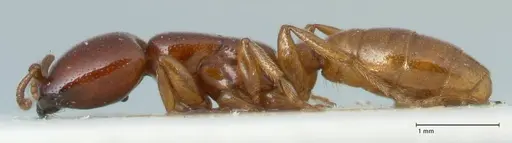 Dorylus spininodis - FOCOL1088