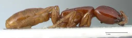 Dorylus spininodis - FOCOL1088