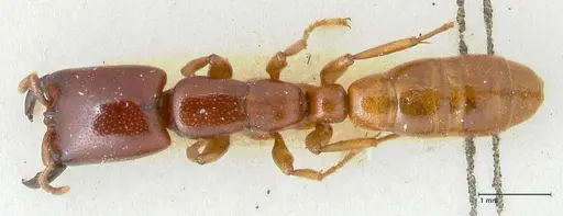 Dorylus spininodis - FOCOL1089