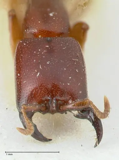 Dorylus spininodis - FOCOL1089