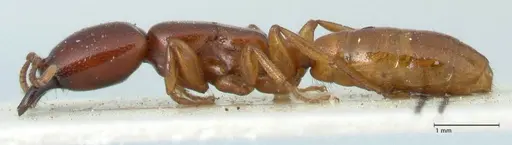 Dorylus spininodis - FOCOL1089