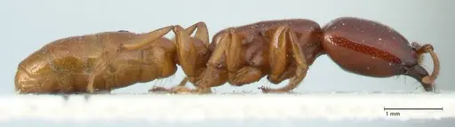 Dorylus spininodis - FOCOL1089