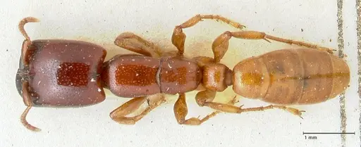 Dorylus spininodis - FOCOL1090