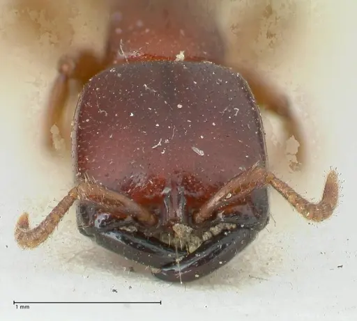 Dorylus spininodis - FOCOL1090