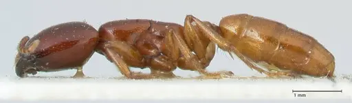 Dorylus spininodis - FOCOL1090