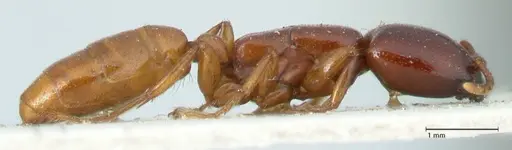 Dorylus spininodis - FOCOL1090