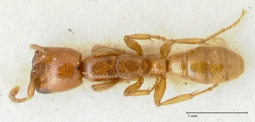 Dorylus spininodis - FOCOL1091