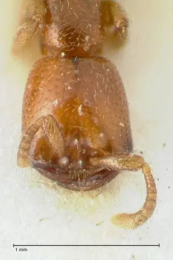 Dorylus spininodis - FOCOL1091