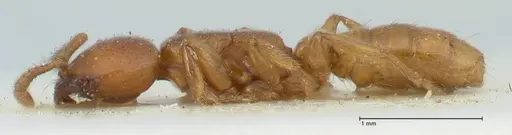 Dorylus spininodis - FOCOL1091