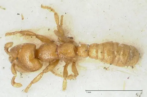 Dorylus spininodis - FOCOL1092