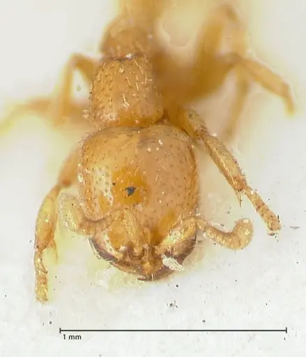 Dorylus spininodis - FOCOL1092