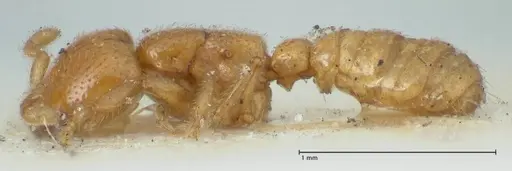 Dorylus spininodis - FOCOL1092