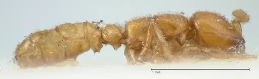 Dorylus spininodis - FOCOL1092