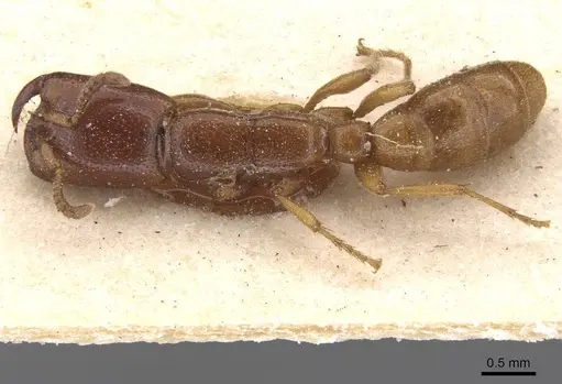 Dorylus spininodis - RMCAENT000017711