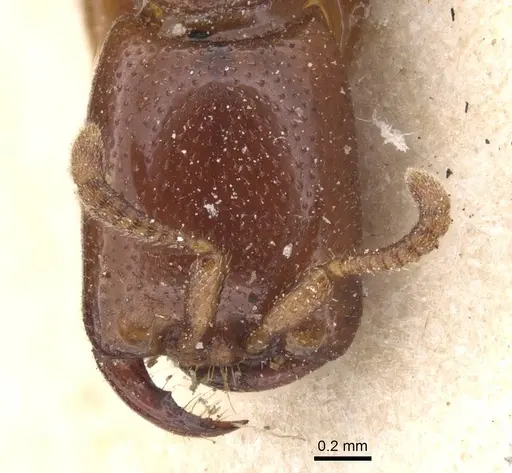 Dorylus spininodis - RMCAENT000017711