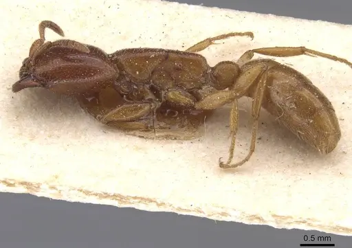 Dorylus spininodis - RMCAENT000017711