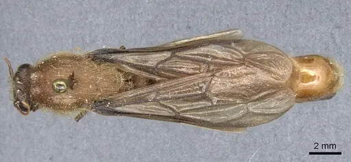 Dorylus stadelmanni specimen