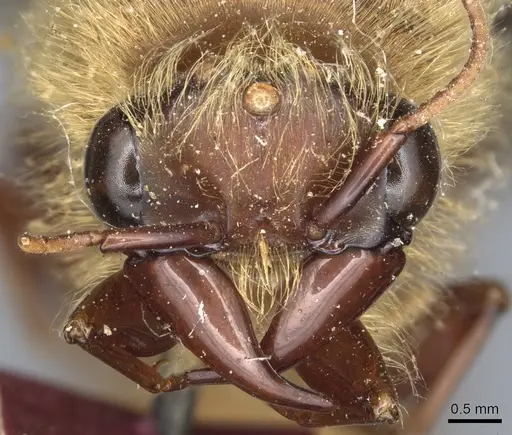 Dorylus stadelmanni specimen