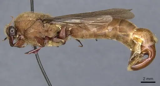 Dorylus stadelmanni specimen