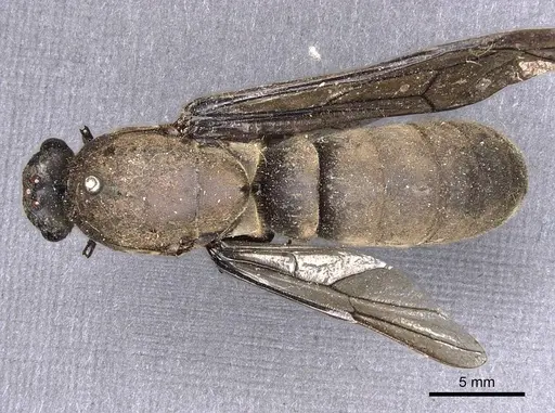 Dorylus stanleyi specimen