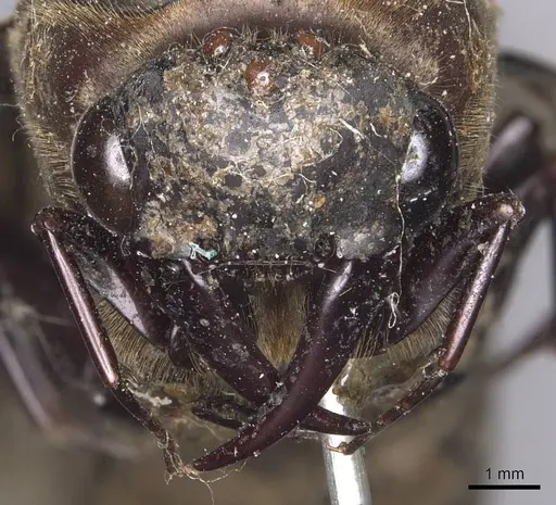 Dorylus stanleyi specimen