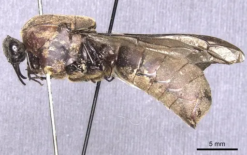 Dorylus stanleyi specimen
