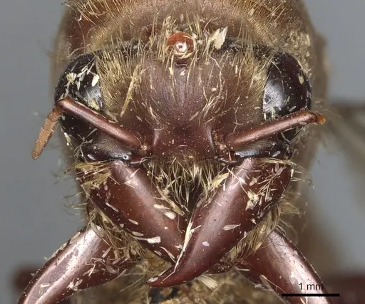 Dorylus staudingeri specimen