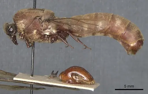 Dorylus staudingeri specimen
