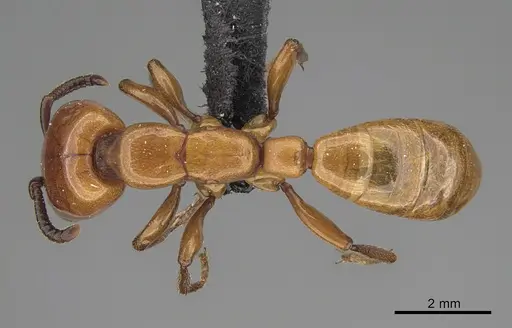 Dorylus striatidens specimen