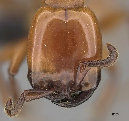 Dorylus striatidens specimen