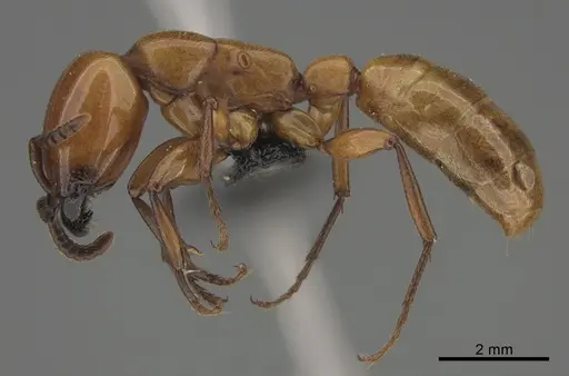 Dorylus striatidens specimen