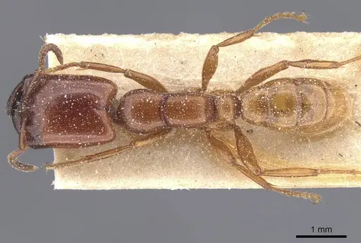 Dorylus striatidens - CASENT0911344