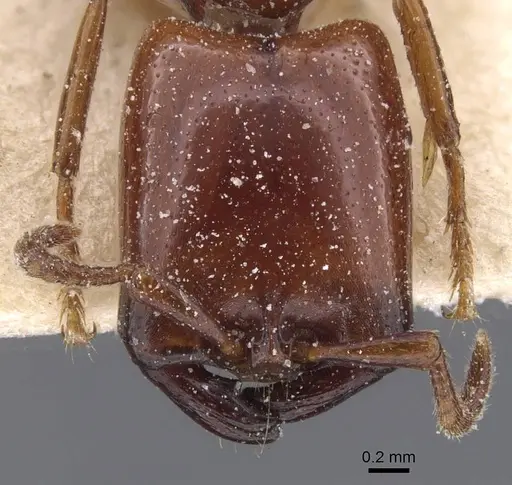 Dorylus striatidens - CASENT0911344