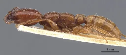 Dorylus striatidens - CASENT0911344