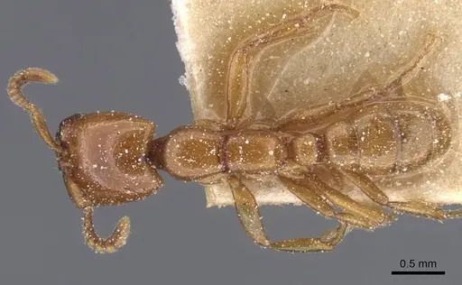 Dorylus striatidens - CASENT0911345