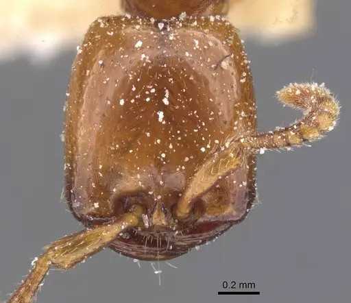 Dorylus striatidens - CASENT0911345