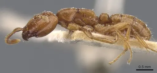 Dorylus striatidens - CASENT0911345