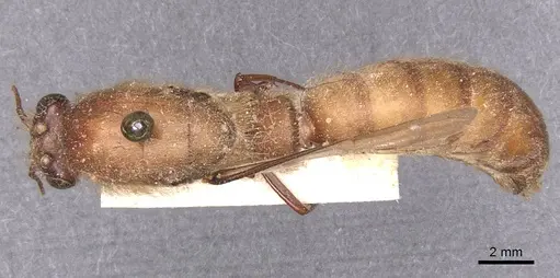 Dorylus sudanicus specimen