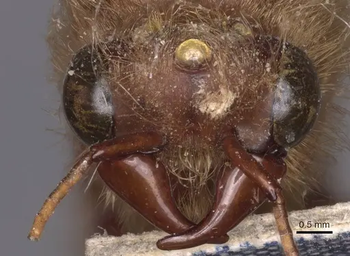 Dorylus sudanicus specimen