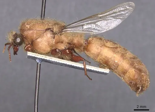 Dorylus sudanicus specimen